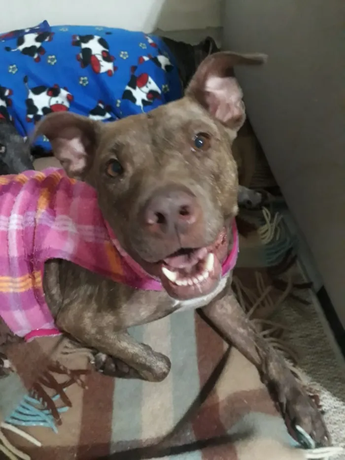 Cachorro ra a Pitbull idade 3 anos nome Channel