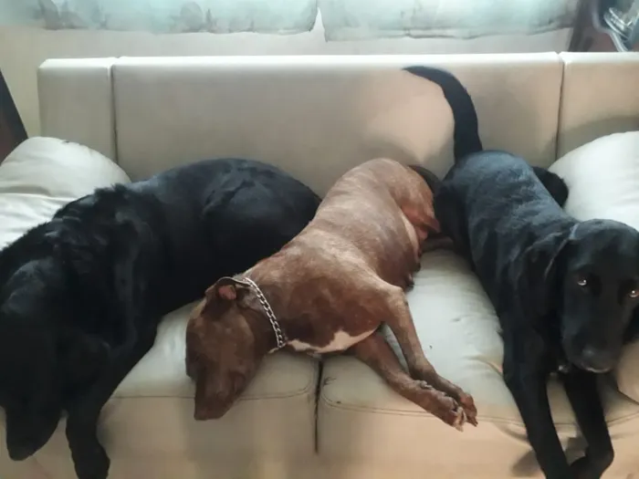 Cachorro ra a Pitbull idade 3 anos nome Channel