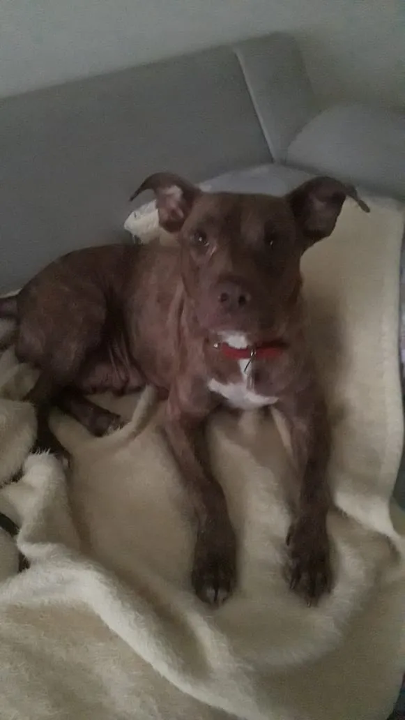 Cachorro ra a Pitbull idade 3 anos nome Channel