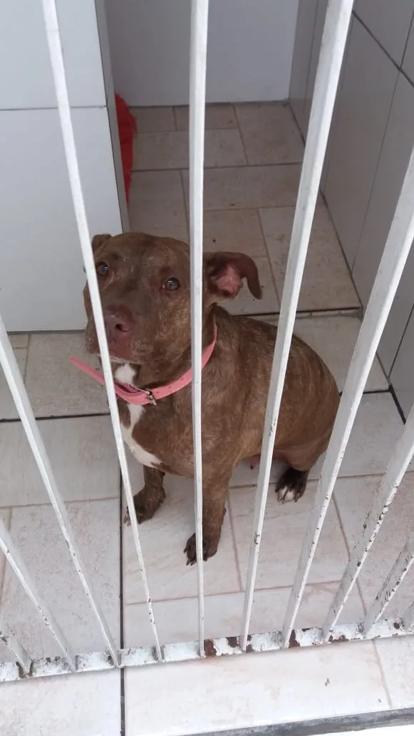 Cachorro ra a Pitbull idade 3 anos nome Channel
