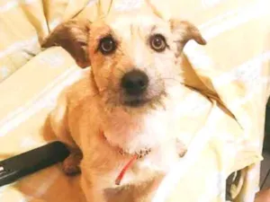 Cachorro raça  idade 1 ano nome Mickei