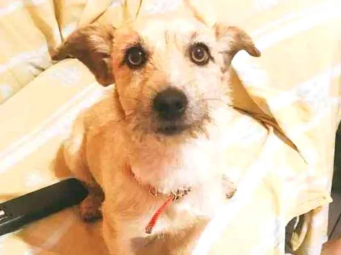 Cachorro ra a  idade 1 ano nome Mickei