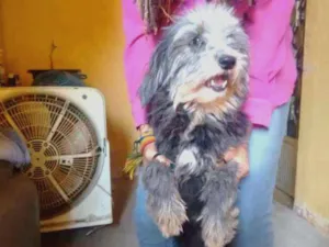 Cachorro raça SRD com poodle idade 5 anos nome Pipoca