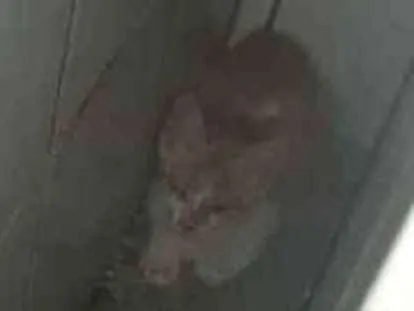 Gato ra a Vira lata idade 2 a 6 meses nome Luna
