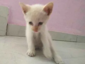Gato raça "vira-lata"  idade Abaixo de 2 meses nome Snow e Fifi 