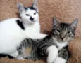Casal de bebês