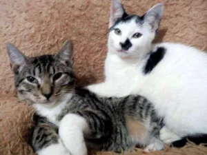 Gato raça  idade 2 a 6 meses nome Casal de bebês