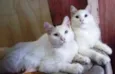 Casal de irmãos