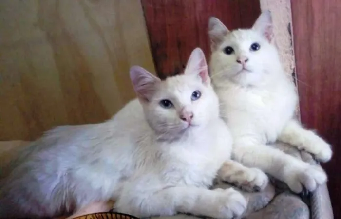 Gato ra a  idade 2 a 6 meses nome Casal de irmãos