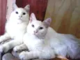 Casal de irmãos