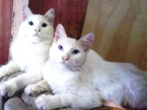 Gato raça  idade 2 a 6 meses nome Casal de irmãos