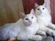 Casal de irmãos