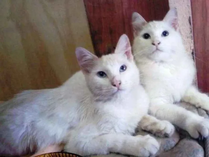 Gato ra a  idade 2 a 6 meses nome Casal de irmãos