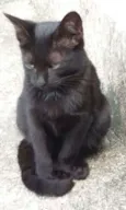 Pretinha