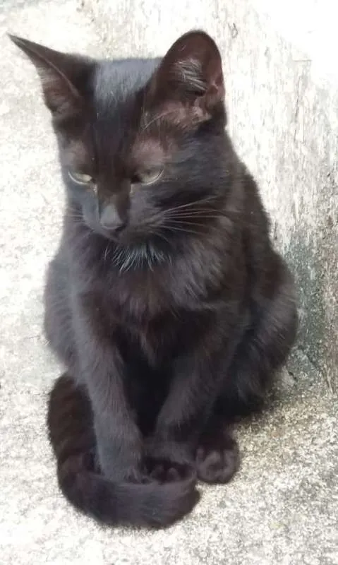 Gato ra a  idade 2 a 6 meses nome Pretinha