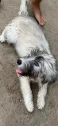 Bella