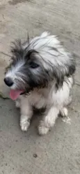 Bella