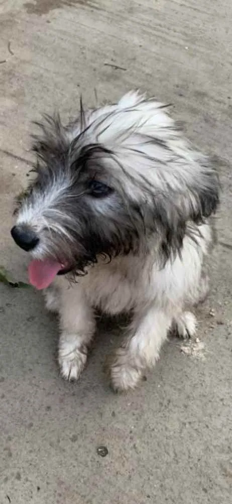 Cachorro raça HuskxPoodle idade  nome Bella