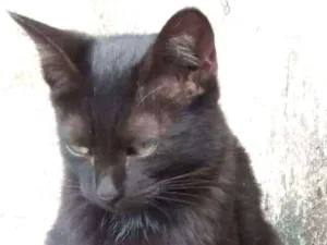 Gato raça  idade 2 a 6 meses nome Pretinha