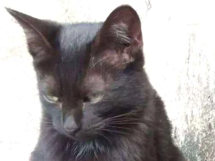 Gato ra a  idade 2 a 6 meses nome Pretinha