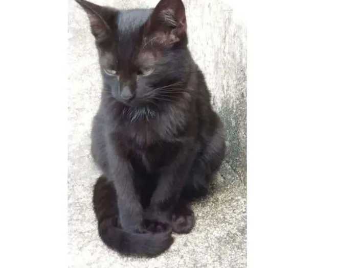 Gato ra a  idade 2 a 6 meses nome Pretinha