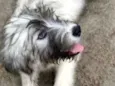 Bella