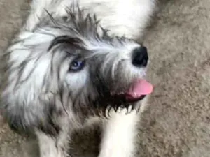 Cachorro raça HuskxPoodle idade  nome Bella