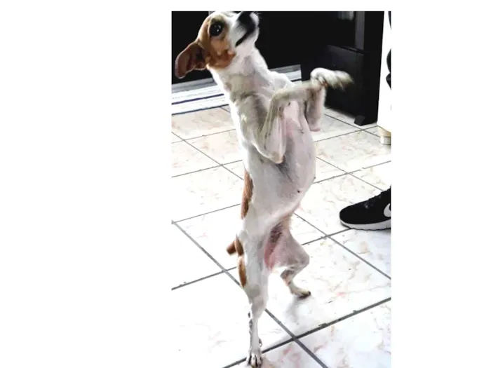 Cachorro ra a Fox paulistinha idade 6 ou mais anos nome Princesa