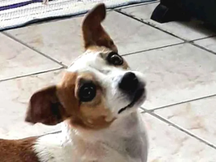 Cachorro ra a Fox paulistinha idade 6 ou mais anos nome Princesa