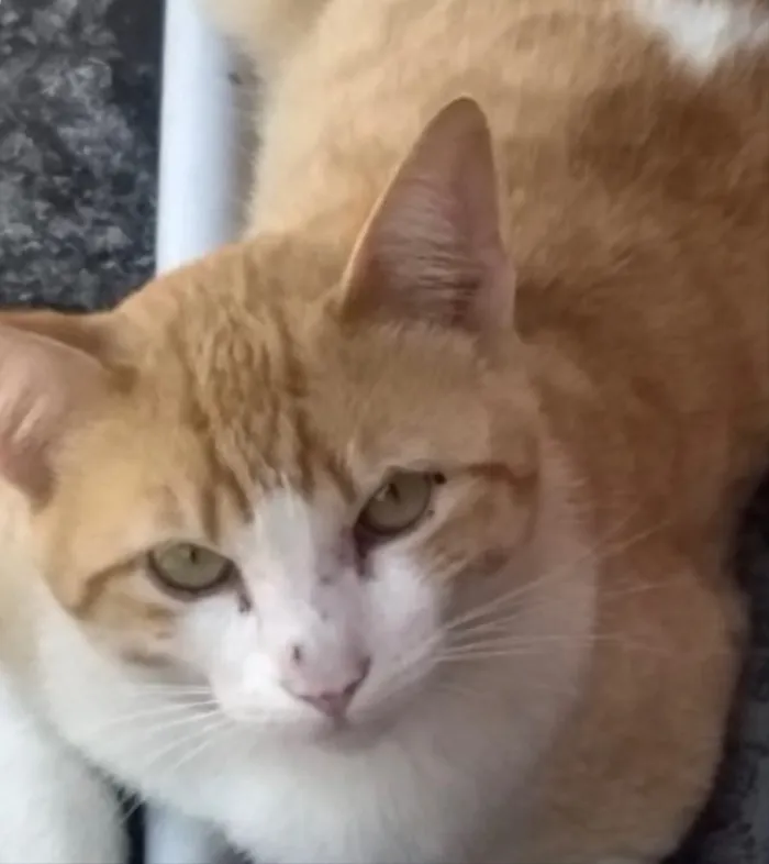 Gato ra a Srd ruivinho  idade 1 ano nome Carlito adoção 
