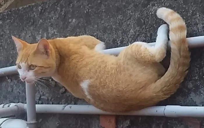 Gato ra a Srd ruivinho  idade 1 ano nome Carlito adoção 