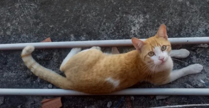 Gato ra a Srd ruivinho  idade 1 ano nome Carlito adoção 