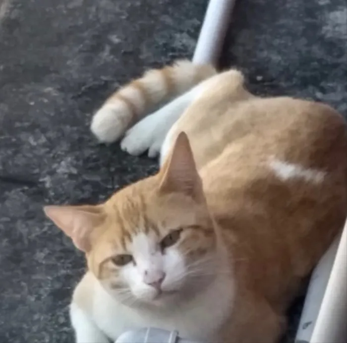 Gato ra a Srd ruivinho  idade 1 ano nome Carlito adoção 