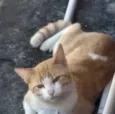 Carlito adoção