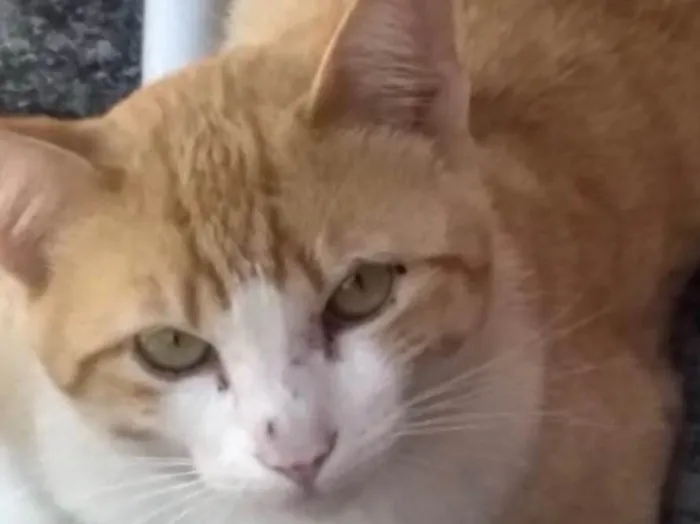Gato ra a Srd ruivinho  idade 1 ano nome Carlito adoção 