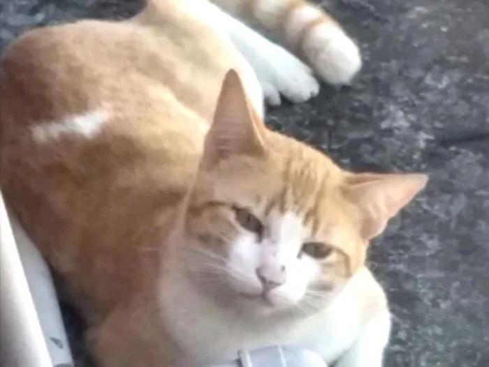 Gato ra a Srd ruivinho  idade 1 ano nome Carlito adoção 