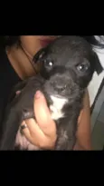 Pretinho