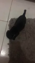 Pretinho