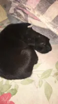 Pretinho