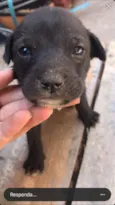 Pretinho