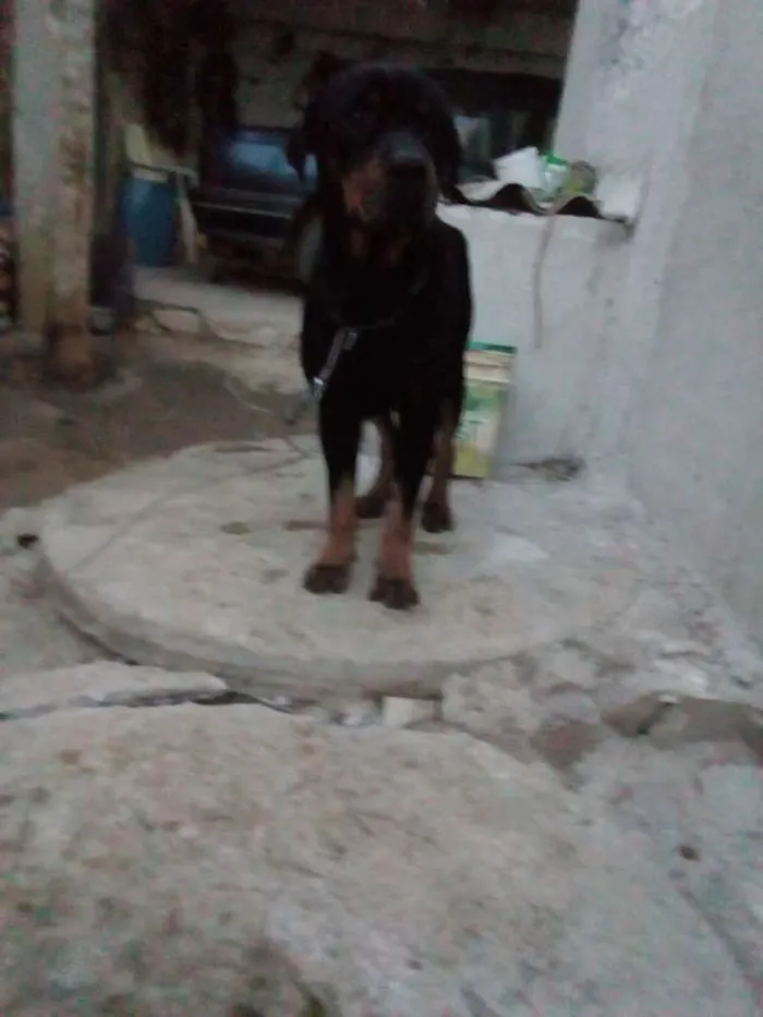Cachorro raça Rottweiler idade 5 anos nome Thor