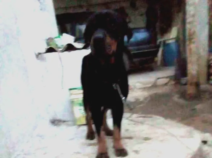 Cachorro raça Rottweiler idade 5 anos nome Thor