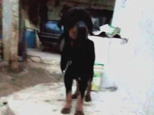 Cachorro raça Rottweiler idade 5 anos nome Thor