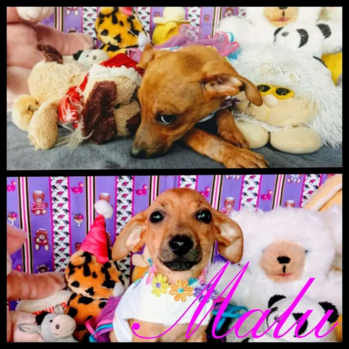 Cachorro raça Sem raça definida idade 2 a 6 meses nome Malu