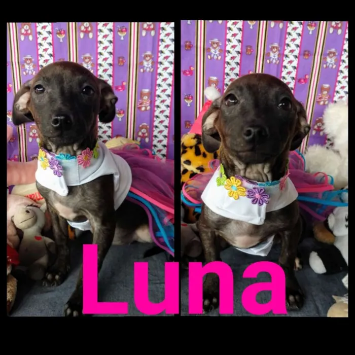 Cachorro ra a Sem raça definida idade 2 a 6 meses nome Luna