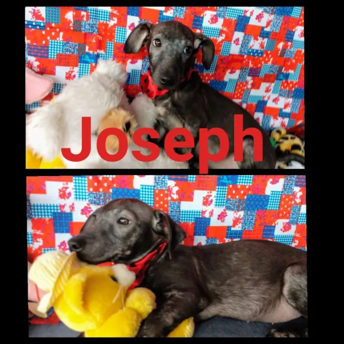 Cachorro ra a Sem raça definida idade 2 a 6 meses nome Joseph, Paçoca