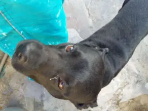 Cachorro raça vira lata idade 6 ou mais anos nome Negao