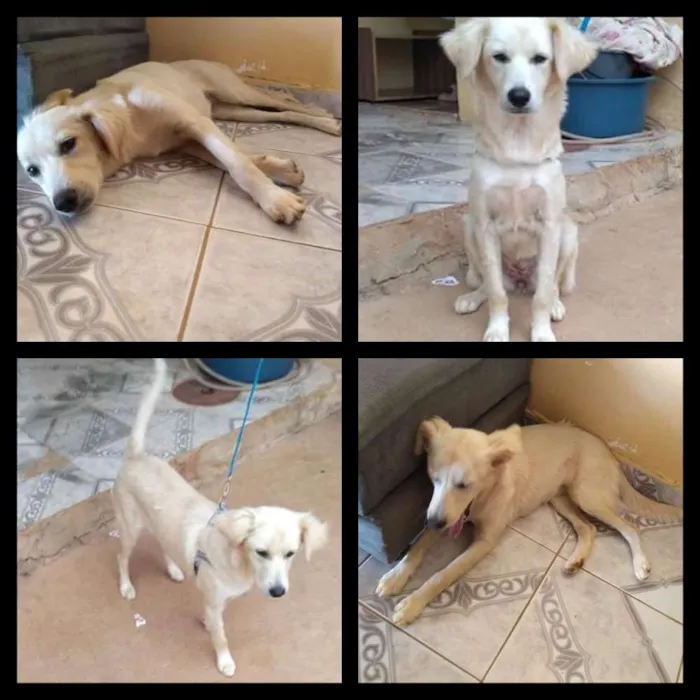 Cachorro ra a Não sei idade 2 a 6 meses nome Charlote
