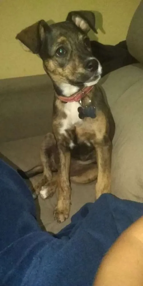 Cachorro ra a vira lata idade 2 a 6 meses nome Capitu