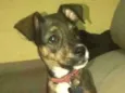 Capitu